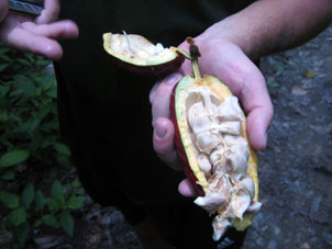 Внутри его находятся какао-бобы. Вкусными они не показались, но потом оказалось, что спелый плод какао должен быть жёлтым.