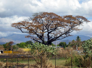 В сухой сезон листья многих деревьв в Арагуа желтеют.