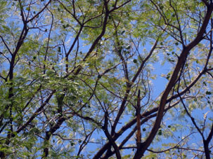 Здесь в Арагуа к началу сухого сезона на деревьях распускаются цветы и завязываются плоды.