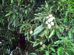 Около памятника Симона Боливара росли манговые деревья. Спелые плоды манго падали на землю.