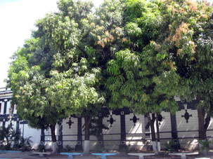 Манговые деревья рядом с Базовым военным училищем.
