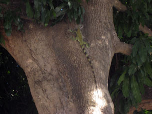 Игуана на дереве в офицерском клубе "Сиркуло Милитар".