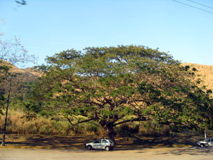 Дерево саман равнинники (льянерос - жители равнин - льянос) ценят за большую площадь даваемой тени.