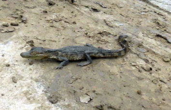 Этого крокодильчика поймали на стройплощадке в канаве. Говорят когда-то рядом была крокодилья ферма, вот после неё остались крокодильчики, один из которых попался в дренажной канаве. Говорят, что потом этого крокодильчика местные рабочие съели.