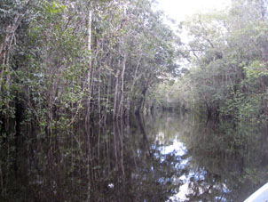 Лес ситапо шесть месяцев в году затоплен водой. Известны леса игапо в бассейне Риу-Негру в Бразилии, затопляемые на восемь месяцев в году, ну а леса ситапо залиты только полгода.