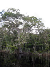 Лес ситапо шесть месяцев в году затоплен водой. Известны леса игапо в бассейне Риу-Негру в Бразилии, затопляемые на восемь месяцев в году, ну а леса ситапо залиты только полгода.