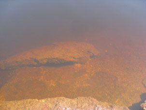 Вода реки Аутаны называется чёрной. Она богата железом, похожа на воду нашей северной реки Печоры или западно-сибирского Малого Каса, бедна кальцием. В таких водах нет пираний и опасных для людей крокодилов.