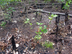 В пепелища подсаживаются нужные растения, которым сожжённые деревья служат удобрением.