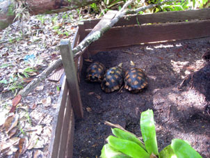 В этом загончике содержались сухопутные черепахи моррокой. Национальный парк с таким же названием, где я был на острове Сомбреро был назван в честь этой черепахи.