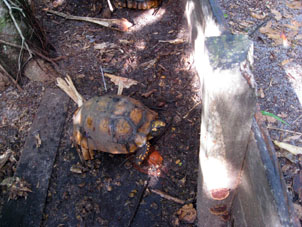 В этом загончике содержались сухопутные черепахи моррокой. Национальный парк с таким же названием, где я был на острове Сомбреро был назван в честь этой черепахи.
