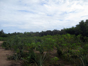Посадки маниока и ананасов. Маниок в Венесуэле и на Кубе называют юкой.
