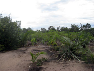 В этом саду-огороде можно увидеть масличную пальму и маниок.