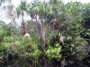 Пальмы затопленного леса.