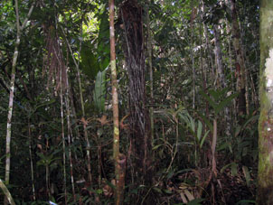 Средний ярус тропического леса.