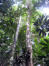 Верхний ярус тропического дождевого леса.