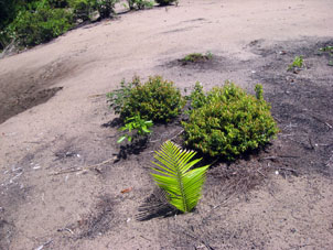 Местами делаются посадки отдельных растений.