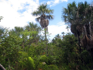 Лесные пальмы.