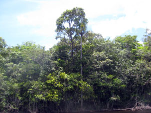 Галерейные тропические леса тянулись вдоль Каррао.