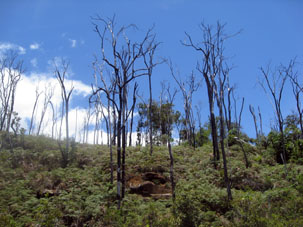 Явные следы пожара в лесу на правом берегу реки Каррао.