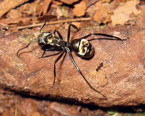 Большой муравей и маленький.