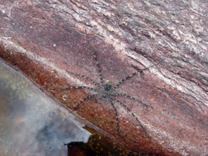 Паучок на камне у реки Чурун.