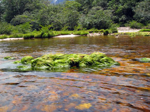 Мелководье на реке Чурун, возвращаясь с водопада Анхель.