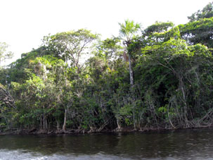 По берегам Каррао пальмы встречались, а в глубине леса, по пути к водопаду, я не помню ни одной пальмы.