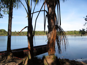 Пальмы на берегу реки Каррао.
