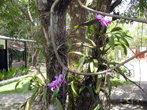 Вот такие эпифиты росли на дереве в нашем лагере.