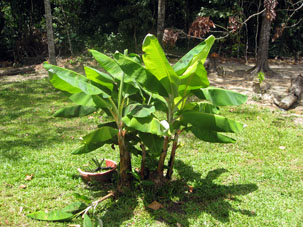 Банан, растущий в нашем лагере. Венесуэльцы различают две разновидности банана: "plátano" - банан для жарки или приготовления лепёшек "tostones" ("patacones" - в Сулии), и "cambur" - для еды сырьём, как мы привыкли.