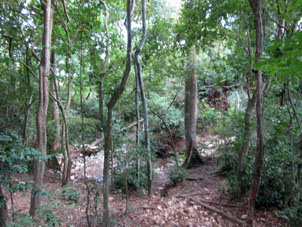 Лес у подножия гор, окружающих Валенсию.