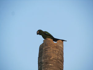 Зелёный попугай ара в городе Валенсия.