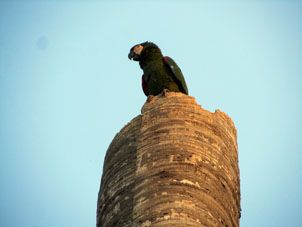Зелёный попугай ара в городе Валенсия.