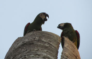 Два зелёных попугая ара в Валенсии.
