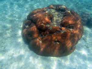 Коралл в Карибском море