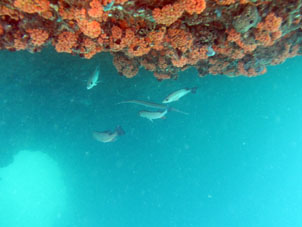 Кораллы осваивают всю поверхность корабля, а рыбы всё его пространство.