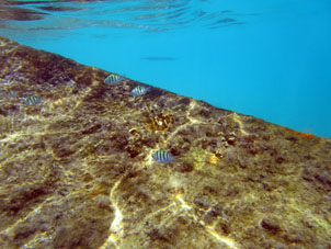 Коралловые рыбки на корабле, зарастающем кораллами.