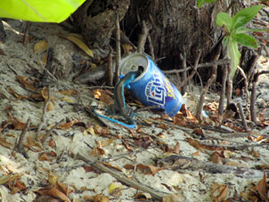 Голубая ящерка залезает в банку из-под пива на острове Длинный (Исла Ларга).