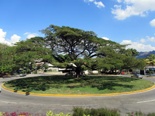 Дерево Саман (Samanea saman), чья крона даёт огромную тень, живёт триста лет, также произрастает и в штате Карабобо, и также как и в Маракае часто располагается в центре уличной круговой дороги.