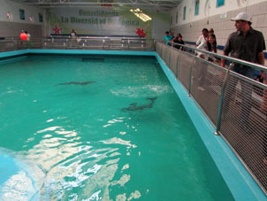 Есть в валенсийском Аквариуме дельфинарий, где дают представления.