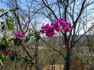 Бугенвиллия тоже расцветает в сухой сезон.