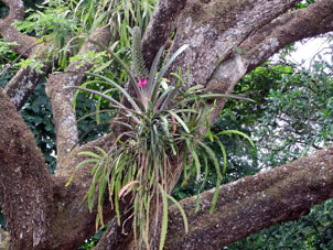 Цветущий эпифит (растение, которое использует другое растение просто как посадочную площадку, не паразитируя на нём).