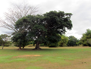 Дерево на Карабобинском поле.