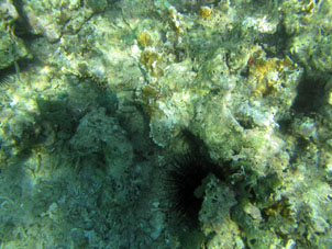 Морской ёж среди кораллов.