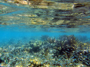 Рыбы коралловой отмели Острова Длинный (Исла Ларга).