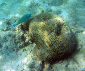 Бывают кораллы и такой формы.