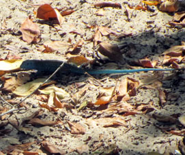 А вот такие голубые ящерицы бегают по острову Длинный (Исла Ларга).