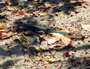 А вот такие голубые ящерицы бегают по острову Длинный (Исла Ларга).
