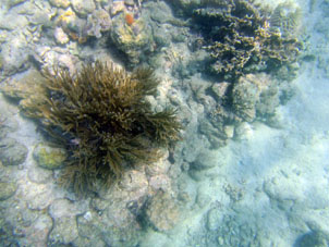Бывают кораллы такой формы.