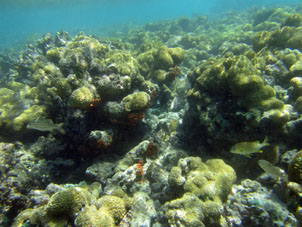 Бывают кораллы такой формы.